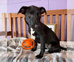 Small Labrador Retriever Mix
