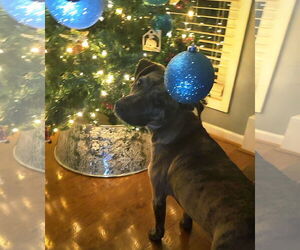 Labsky Dogs for adoption in McDonough, GA, USA