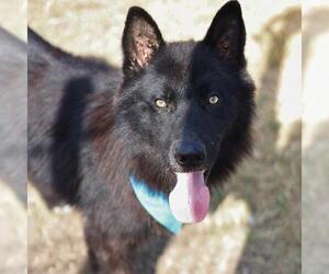 Huskies -Unknown Mix Dogs for adoption in San Antonio, TX, USA