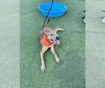 Small #1 Staffordshire Bull Terrier Mix