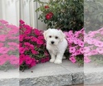 Small #1 Coton de Tulear