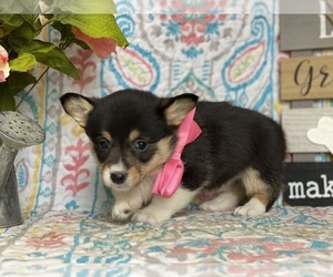 Pembroke Welsh Corgi Puppy for sale in LANCASTER, PA, USA