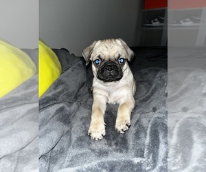 Pug Puppy for sale in SOUTH GATE, CA, USA