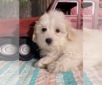 Image preview for Ad Listing. Nickname: Hazel