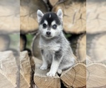 Small Photo #24 Alaskan Klee Kai-Pomsky Mix Puppy For Sale in STAPLES, MN, USA