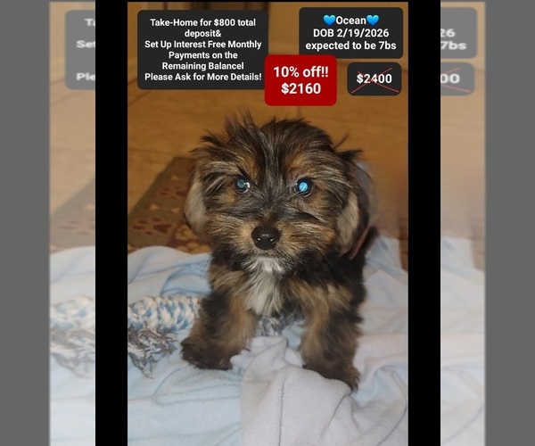 Medium Photo #1 Yorkshire Terrier Puppy For Sale in TUCSON, AZ, USA