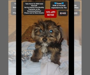 Yorkshire Terrier Puppy for sale in TUCSON, AZ, USA