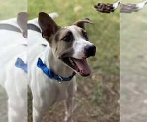Horus - Male Lab-Pointer Dog for Adoption - Photo #2