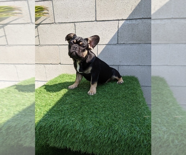 Medium Photo #1 French Bulldog Puppy For Sale in NORTH HILLS, CA, USA