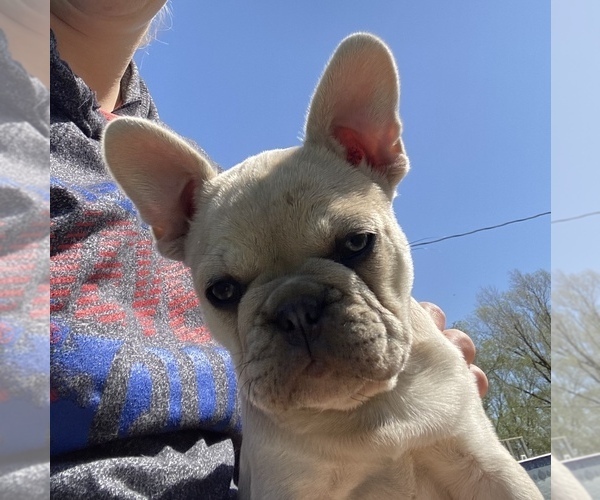 Medium Photo #11 French Bulldog Puppy For Sale in SIOUX FALLS, SD, USA