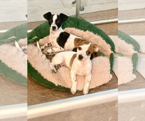 Medium Photo #4 Italian Greyhuahua Puppy For Sale in Santa Clarita, CA, USA
