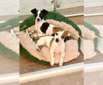 Small #3 Italian Greyhuahua