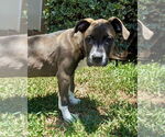 Small #4 American Pit Bull Terrier Mix