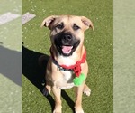 Small #12 Black Mouth Cur Mix