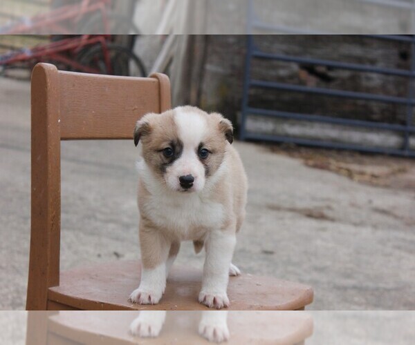 Medium Photo #1 Shollie Puppy For Sale in PENNVILLE, IN, USA