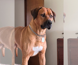 Father of the Rhodesian Ridgeback puppies born on 09/04/2025