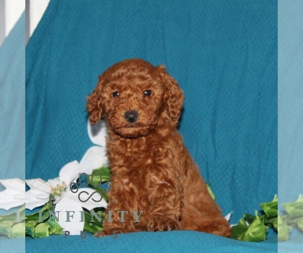 Medium Photo #3 Goldendoodle (Miniature) Puppy For Sale in OXFORD, PA, USA