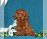 Small #2 Goldendoodle (Miniature)