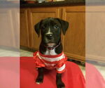 Small #1 Australian Shepherd-Boxer Mix