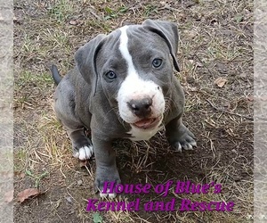 American Pit Bull Terrier Puppy for sale in DELAWARE, OH, USA