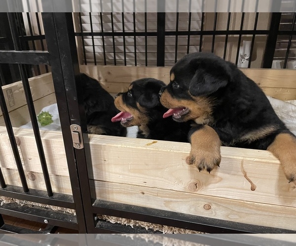 Medium Photo #6 Rottweiler Puppy For Sale in COMO, MS, USA