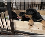 Small Photo #6 Rottweiler Puppy For Sale in COMO, MS, USA