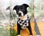 Small #3 Labrador Retriever Mix