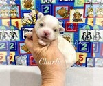 Image preview for Ad Listing. Nickname: Tiny Charlie