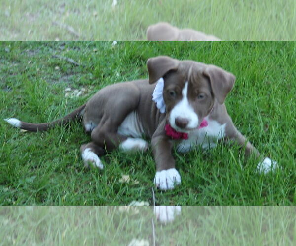 Medium Photo #1 Mutt Puppy For Sale in Bandera, TX, USA