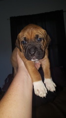 Presa Canario Puppy for sale in FENNVILLE, MI, USA