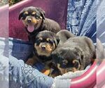 Nash - Male Rottweiler Puppy for Sale - Photo #2