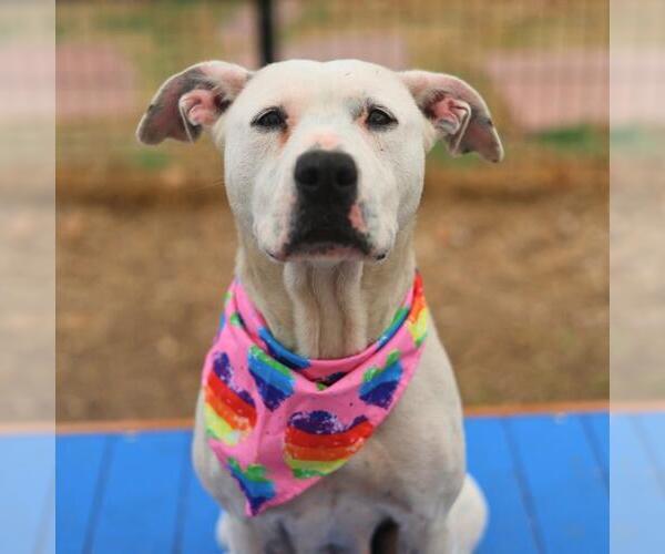 Medium Photo #3 American Staffordshire Terrier-Unknown Mix Puppy For Sale in San Antonio, TX, USA