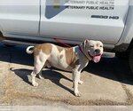 Small Photo #1 American Bulldog Puppy For Sale in Houston, TX, USA