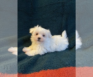 Maltese Puppy for sale in NEWPORT BEACH, CA, USA