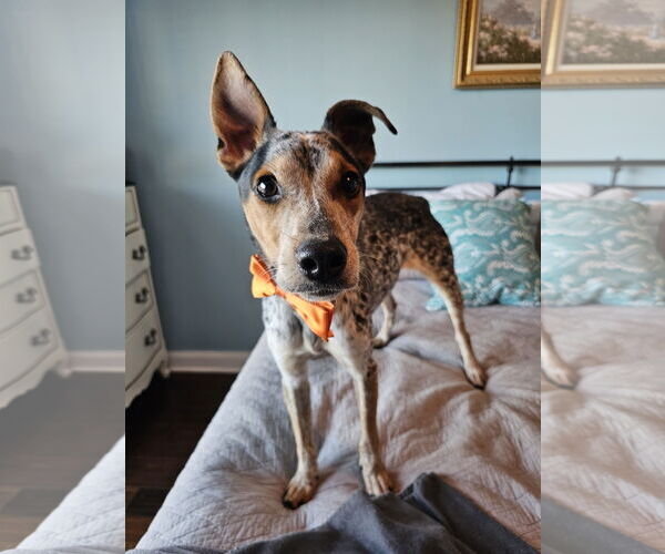 Medium Photo #4 Mutt Puppy For Sale in Garden City, NY, USA