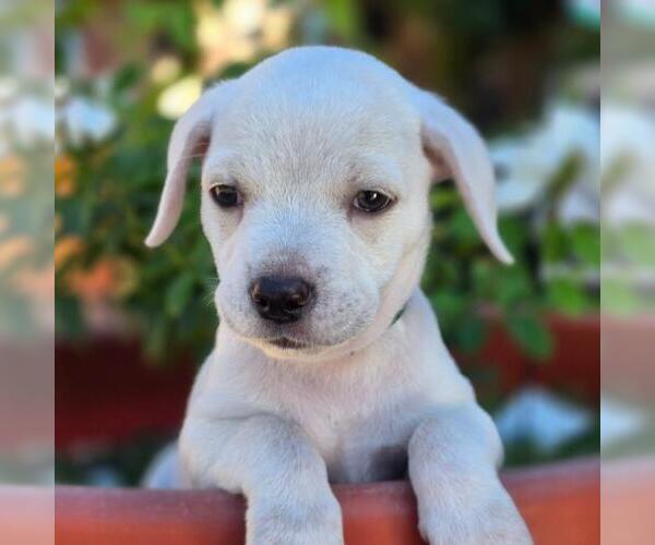 Medium Photo #1 Chihuahua-Unknown Mix Puppy For Sale in San Diego, CA, USA