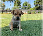 Small #1 Labrador Retriever Mix