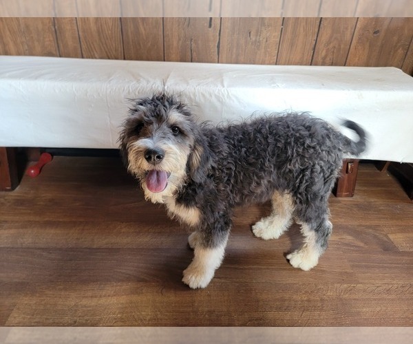 Medium Photo #9 Bernedoodle (Miniature) Puppy For Sale in BLACK FOREST, CO, USA