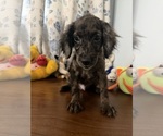 Litter of 4 - Male(s) and Female(s) Cockapoo (Miniature)Litter of Puppies for Sale - Photo #36