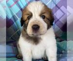 Small Photo #3 Great Pyrenees-Unknown Mix Puppy For Sale in San Diego, CA, USA