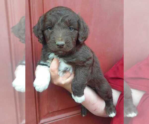 Medium Photo #9 Aussiedoodle Puppy For Sale in COTTAGEVILLE, SC, USA