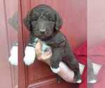 Small Photo #9 Aussiedoodle Puppy For Sale in COTTAGEVILLE, SC, USA