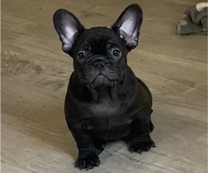 French Bulldog Puppy for sale in ORLANDO, FL, USA