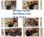 Small Photo #1 Boxer Puppy For Sale in LINN GROVE, IN, USA