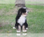 Small Photo #3 Miniature Bernedoodle Puppy For Sale in MINEOLA, TX, USA