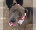 Small #1 American Staffordshire Terrier Mix