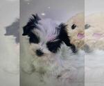 Small #10 Yorkshire Terrier