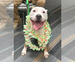 Small #2 American Bulldog-Labrador Retriever Mix