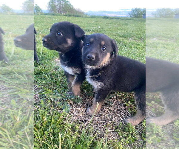 Medium Photo #3 Shepradors Puppy For Sale in Aurora, IN, USA