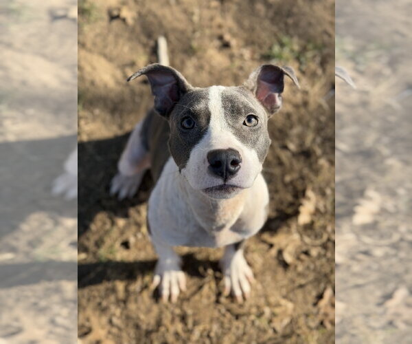 Medium Photo #6 Mutt Puppy For Sale in St. Louis Park, MN, USA